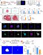 Decoding the Mitochondrial Genomic Reasons for Poor Bone Healing During Aging