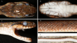 New snake species discovered in Xizang reshapes a Himalayan reptile puzzle
