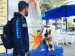 Off Leash K9 Training 30A Highlights Private In-Home Dog Training for Santa Rosa Beach Families Along 30A
