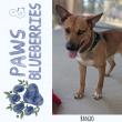 Meet the Dogs: Local Rescues Bring Adoptable Pets to Mount Dora This Weekend