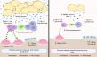 How Bone Marrow Fat Drives Immune Suppression and Bone Loss in Obesity