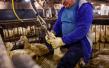 Foie Gras Ban Proposal Set for Portland City Council Agenda Wednesday