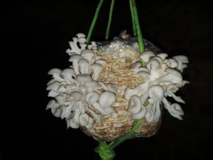 Fresh Oyster Mushroom Harves