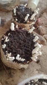 Healthy Milky Mushroom Cultivation