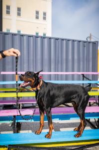 Off leash k9 training Hampton Roads