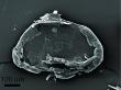 Vibrational exfoliation - a scalable, sustainable method for producing graphene 