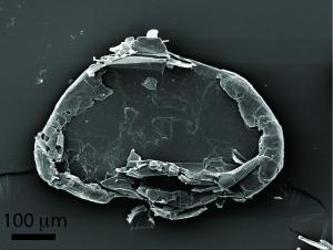 Scanning electron micrograph image