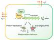 Osmotic signaling governs sunscreen biosynthesis to safeguard desert cyanobacteria against desiccation