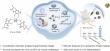 Bismuth melanin biomaterial shields body from radiation and eases acute radiation syndrome