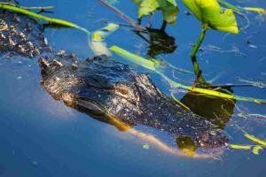 Everglades Alligator