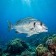 New Platform Vitamarinaweb Brings Marine Biology to a Global Audience