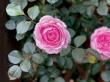 Jackson & Perkins Rosarian Reveals the Best Roses for Zone 7’s Expanding Growing Season