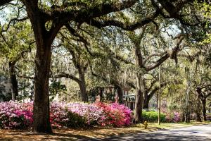Scenic Savannah