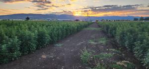 Rogue Valley