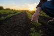 AgriNetica, Nurtured Nuts Announce Allergen-Less Peanuts Now Planted in The USA