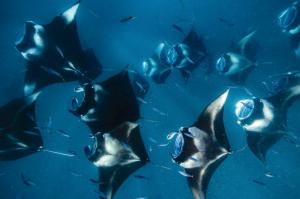 The Nautilus Maldives - Manta Rays