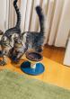 Smalls Launches Slooowserve, Transforming Modern Cat Parenting