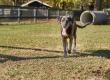 Canine Revolution Dog Training Rallies Charleston to Protect Hallie Hill Animal Sanctuary's Most Vulnerable Dogs