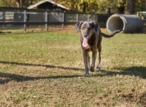 A dog in a yard at Hallie Hill Animal Sanctuary in Charleston, SC.