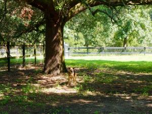 A resident dog in a large yard at Hallie Hill Animal Sanctuary with a large Oak Tree