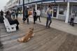 Off Leash K9 Training of Dover, DE Highlights Board and Train Program for Busy Dog Owners in Southern Delaware