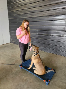 Off leash k9 training Dover Photo