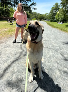 Off leash k9 training Dover Dog