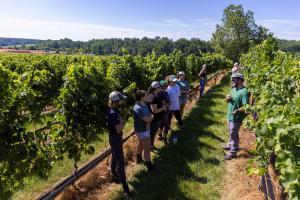 17 Acres of Vineyard