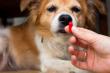 Veterinary Parasiticides Market Size to Grow at 7.7% CAGR Through 2033 | Persistence Market Research