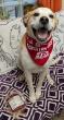 Mount Laurel Animal Hospital Seeking Lifesaving Canine Blood Donors as Shortage Continues