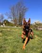 Off Leash K9 Training Lehigh Valley Offers Puppy Training Support for New Dog Owners in the Lehigh Valley Area