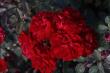 Zone 6 Gardeners Gaining 2 Extra Weeks of Growing Season, New Report from Jackson & Perkins