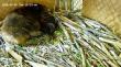 Cowlitz Indian Tribe Launches Baby Beaver Livestream  