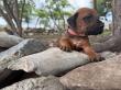 Rhodesian Ridgeback Puppies Near Me Mobile APP Rescues Exotic Ranch Preserve