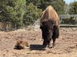 First Bison Calf of the Season Born at Elk Ridge Ranch Ahead of Placitas RanchFest™ on June 20