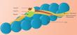 Cardiac Troponin Market to Reach US$ 9.4 Bn by 2033 at 10.4% CAGR | Persistence Market Research