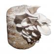 Gachwala Launches Oyster Mushroom Cultivation Kit for Summer Use, Available Online