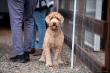 Dog Dynamics Partners with Natural Solutions to Train 150 Dogs in Annual Rattlesnake Aversion