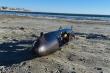 Poseidon’s Forge Announces Sale of DarkWake AUV to Booz Allen Hamilton to Accelerate Rapid Payload Integration