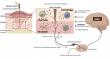 How acupuncture rewires neuro-immune circuits to treat disease at its root