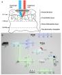 Off-axis bright- and dark-field OCT for non-destructive subsurface defect detection in silicon carbide