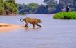 Exploring the Pantanal: A Guide to the World’s Biggest Wetland and Brazil’s Wildlife Capital