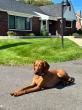 Off Leash K9 Training Toledo Highlights Dog Training Programs Available for Toledo-Area Owners in 2026
