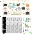 Multi-prior physics-enhanced neural network for high-fidelity arbitrary-path optical particle manipulation