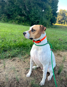 Off leash k9 training Winston Salem
