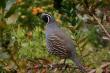 Quail Hunting Georgia Announces 2026–2027 Guided Hunting Season