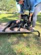 Albany Off Leash K9 Training Highlights Therapy Dog Training Preparation for Public-Setting Readiness