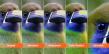 Aiarty Image Enhancer Supports Bird Photographers In Recovering Detail from High-ISO and Cropped Images
