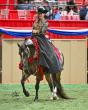 60 Years of Excellence: The Arabian Horse Association Announces Over $1.4 Million in prize money for the National Tour in 2026 