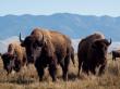 American Bison Policy Sparking Debate on Federal Land Management